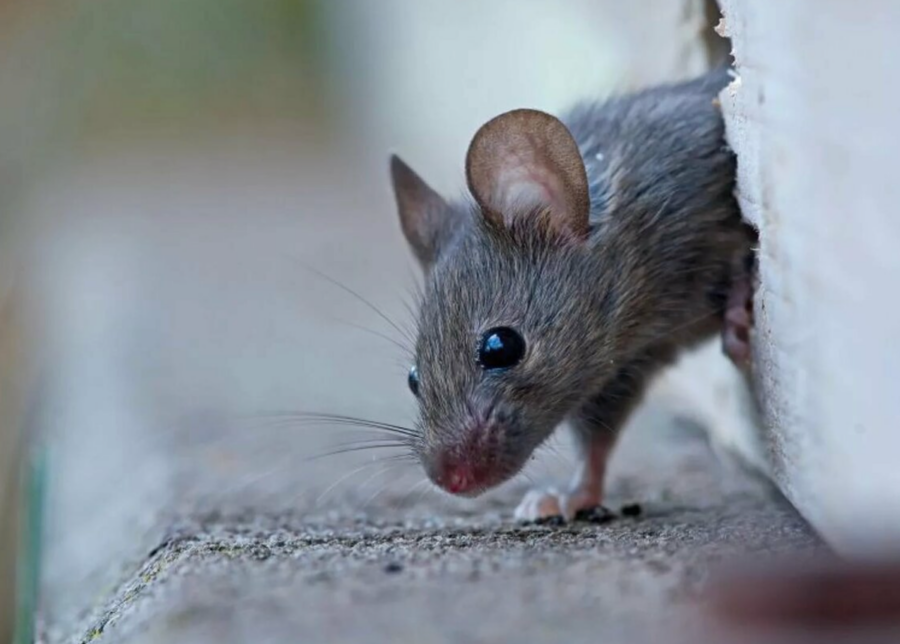 Can Mice Enter Through Window Air Conditioners?