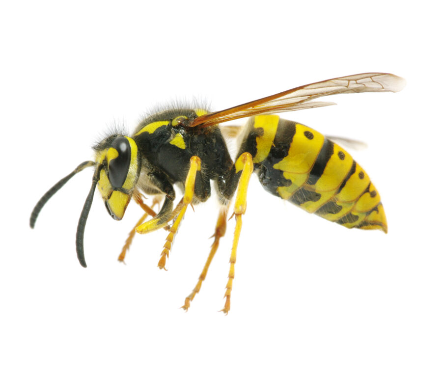 Getting Rid of Wasps in Your Air Conditioner: A Straightforward Guide